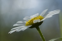 photo de Nicolas BALLY